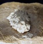 Teleiocrinus rudis (HALL 1859) - Bild &copy; FossNet FossilienStore